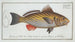 Sciaena cirrosa, the brown meagre - Marcus Elieser Bloch — artwork view