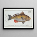 Sciaena cirrosa, the brown meagre - Marcus Elieser Bloch — framed artwork on a wall