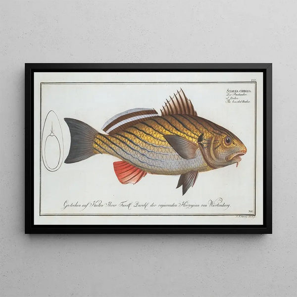 Sciaena cirrosa, the brown meagre - Marcus Elieser Bloch — framed artwork on a wall