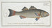 Sciaena diacantha, the two-spined sea bass - Marcus Elieser Bloch — artwork view