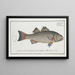 Sciaena diacantha, the two-spined sea bass - Marcus Elieser Bloch — framed artwork on a wall