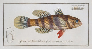 Sciaena macrolepidota The large shadow - Marcus Elieser Bloch — artwork view