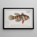 Sciaena macrolepidota The large shadow - Marcus Elieser Bloch — framed artwork on a wall