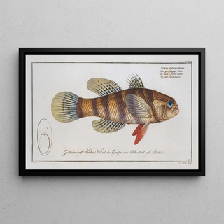 Sciaena macrolepidota The large shadow - Marcus Elieser Bloch — framed artwork on a wall