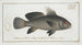 Sciaena nigra Le BlackUmber - Marcus Elieser Bloch — artwork view