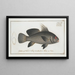 Sciaena nigra Le BlackUmber - Marcus Elieser Bloch — framed artwork on a wall