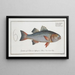 Sciaena punctata, the dotted shadow - Marcus Elieser Bloch — framed artwork on a wall