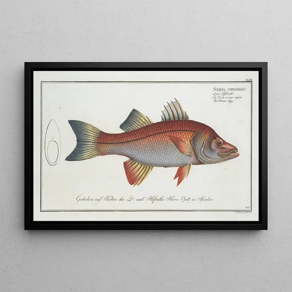 Sciaena undecimalis, the eleven-ray - Marcus Elieser Bloch — framed artwork on a wall