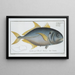 Scomber carangus, the mackerel - Marcus Elieser Bloch — framed artwork on a wall