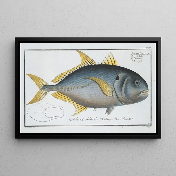 Scomber carangus, the mackerel - Marcus Elieser Bloch — framed artwork on a wall