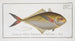 Scomber Chloris The Green Mackerel - Marcus Elieser Bloch — artwork view