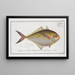 Scomber Chloris The Green Mackerel - Marcus Elieser Bloch — framed artwork on a wall