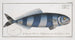 Scomber Ductor The pilot fish - Marcus Elieser Bloch — artwork view