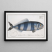 Scomber Ductor The pilot fish - Marcus Elieser Bloch — framed artwork on a wall