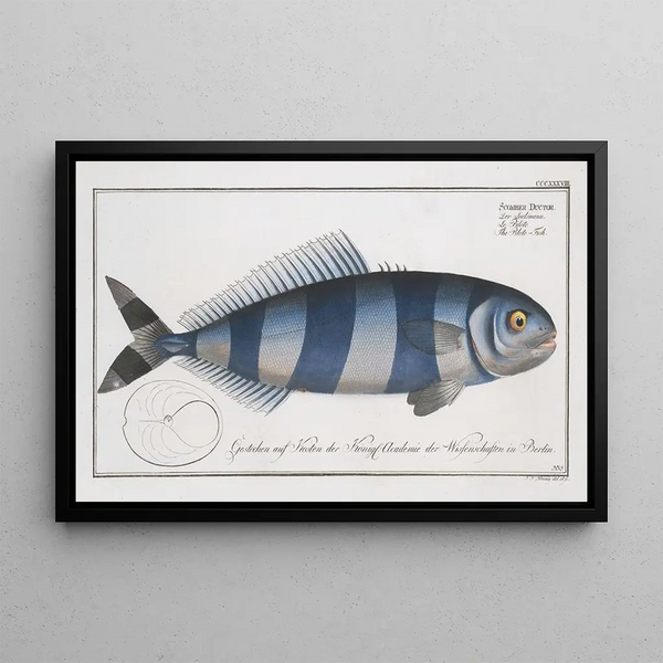 Scomber Ductor The pilot fish - Marcus Elieser Bloch — framed artwork on a wall