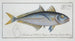 Scomber Plumieri Mackerel of Plumier - Marcus Elieser Bloch — artwork view
