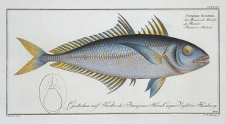 Scomber Plumieri Mackerel of Plumier - Marcus Elieser Bloch — artwork view