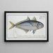 Scomber Plumieri Mackerel of Plumier - Marcus Elieser Bloch — framed artwork on a wall