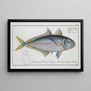 Scomber Plumieri Mackerel of Plumier - Marcus Elieser Bloch — framed artwork on a wall