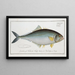 Scomber saliens, the jumper - Marcus Elieser Bloch — framed artwork on a wall