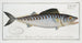 Scomber sarda, the mackerel - Marcus Elieser Bloch — artwork view