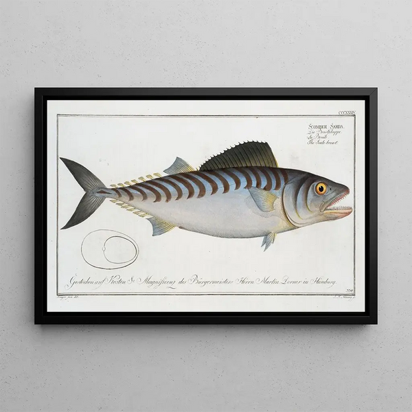 Scomber sarda, the mackerel - Marcus Elieser Bloch — framed artwork on a wall