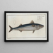 Scomber Scomber, the mackerel - Marcus Elieser Bloch — framed artwork on a wall