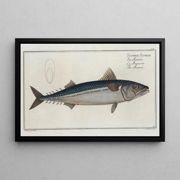 Scomber Scomber, the mackerel - Marcus Elieser Bloch — framed artwork on a wall