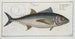 Scomber thynnus The tuna - Marcus Elieser Bloch — artwork view
