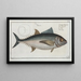 Scomber thynnus The tuna - Marcus Elieser Bloch — framed artwork on a wall