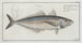 Scomber Trachurus, the chinchard - Marcus Elieser Bloch — artwork view