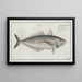 Scomber Trachurus, the chinchard - Marcus Elieser Bloch — framed artwork on a wall