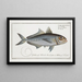 Scomber crumenophthalmus Le Bageye - Marcus Elieser Bloch — framed artwork on a wall