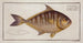 Scomber edentulus The toothless mackerel - Marcus Elieser Bloch — artwork view
