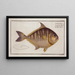 Scomber edentulus The toothless mackerel - Marcus Elieser Bloch — framed artwork on a wall