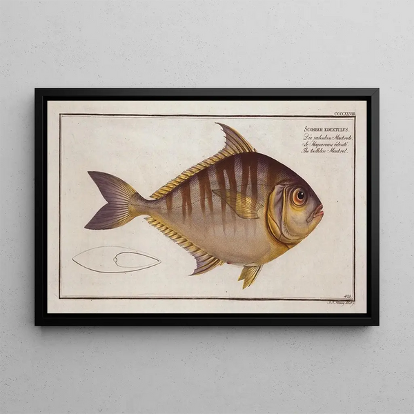 Scomber edentulus The toothless mackerel - Marcus Elieser Bloch — framed artwork on a wall
