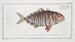 Scomber fasciatus The striped mackerel - Marcus Elieser Bloch — artwork view