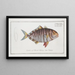 Scomber fasciatus The striped mackerel - Marcus Elieser Bloch — framed artwork on a wall