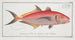 Scomber ruber The Red Mackerel - Marcus Elieser Bloch — artwork view
