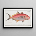 Scomber ruber The Red Mackerel - Marcus Elieser Bloch — framed artwork on a wall