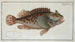 Scorpène - Marcus Elieser Bloch — artwork view