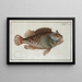 Scorpène - Marcus Elieser Bloch — framed artwork on a wall