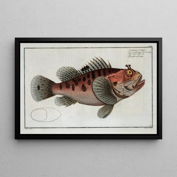 Scorpaena Scrofa The Venomous Grouper - Marcus Elieser Bloch — framed artwork on a wall