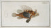 Scorpaena antennata - Marcus Elieser Bloch — artwork view