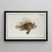 Scorpaena antennata - Marcus Elieser Bloch — framed artwork on a wall