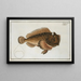 Horrible Scorpène Painting - Marcus Elieser Bloch — framed artwork on a wall