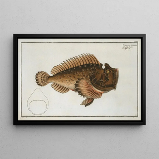 Horrible Scorpène Painting - Marcus Elieser Bloch — framed artwork on a wall