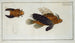 Flying Scorpion Painting - Marcus Elieser Bloch — artwork view
