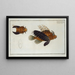 Flying Scorpion Painting - Marcus Elieser Bloch — framed artwork on a wall