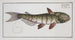 Silurus inermis The barbed catfish - Marcus Elieser Bloch — artwork view